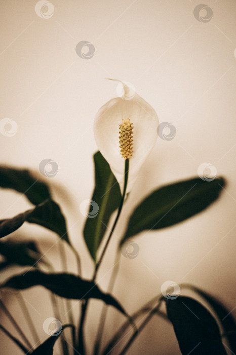 Скачать цветок спастифиллума фотосток Ozero