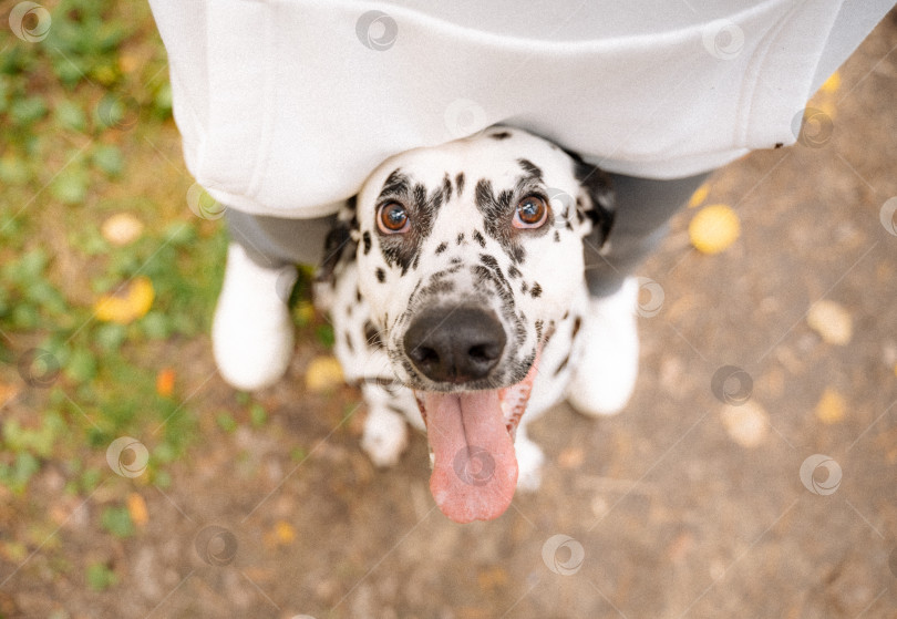 Скачать счастливый пес фотосток Ozero