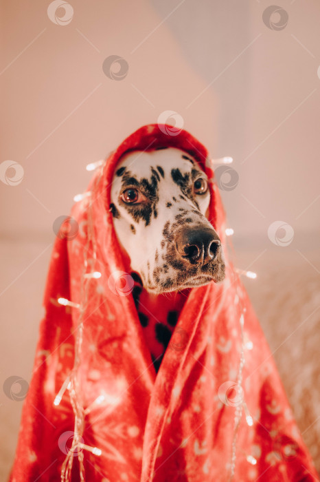 Скачать пес укутанный в красный плед с гирляндой фотосток Ozero