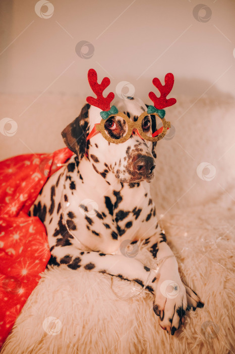 Скачать далматин в новогодних очках фотосток Ozero