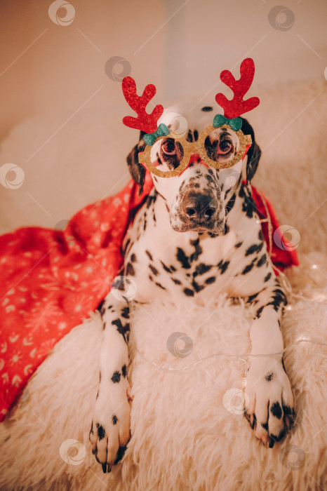 Скачать далматин в ноогодних очках фотосток Ozero