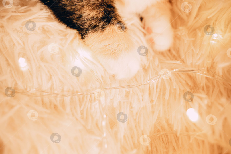 Скачать Кошачьи лапки на пушистом пледе фотосток Ozero