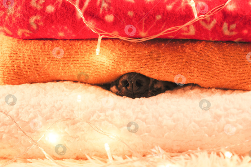 Скачать собачий нос в пледах фотосток Ozero