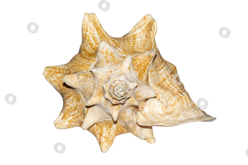 Скачать Морская раковина на белом фоне.Раковины моллюсков изолированы.Большая розовая морская раковина. фотосток Ozero