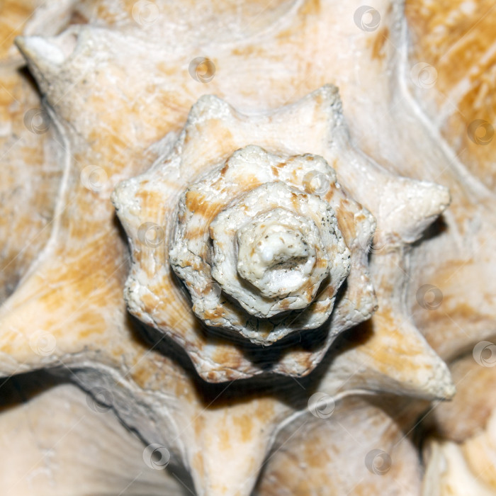 Скачать Морская ракушка.Раковина моллюска.Большая розовая морская ракушка.На фоне морской раковины. фотосток Ozero