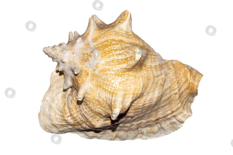 Скачать Морская раковина на белом фоне.Раковины моллюсков изолированы.Большая розовая морская раковина. фотосток Ozero