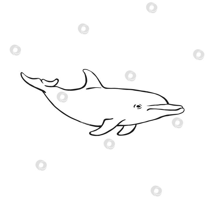 Скачать Дельфин. Рисованная иллюстрация, переведенная в векторную форму. Векторное изображение животного под водой. фотосток Ozero