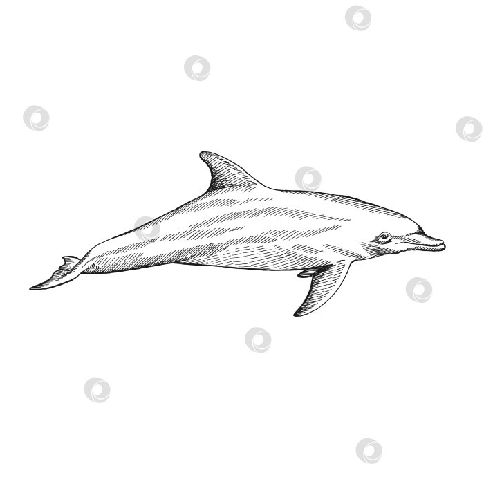 Скачать Дельфин. Рисованная иллюстрация, переведенная в векторную форму. Векторное изображение животного под водой. фотосток Ozero