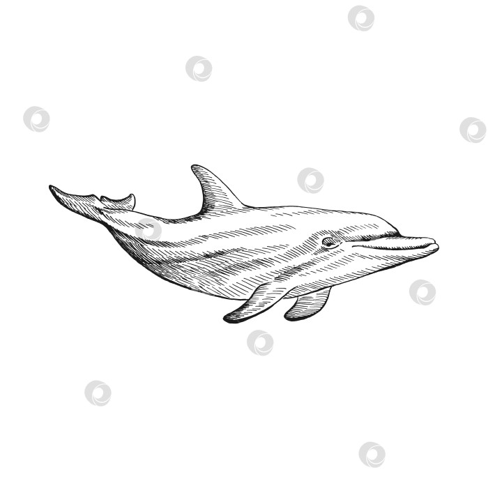 Скачать Дельфин. Рисованная иллюстрация, переведенная в векторную форму. Векторное изображение животного под водой. фотосток Ozero