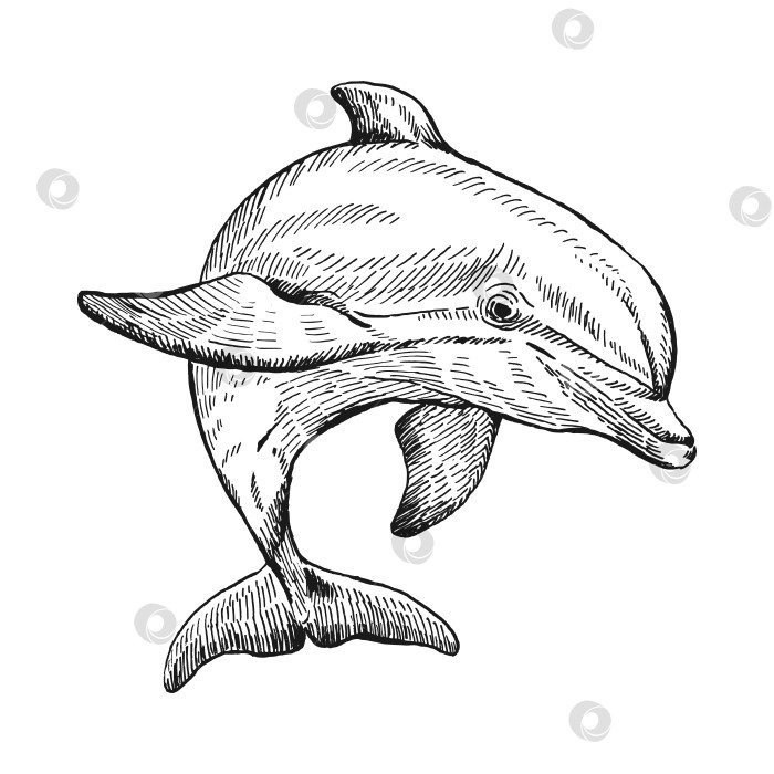 Скачать Нарисованный вручную дельфин. Векторная иллюстрация в стиле эскиза. Прыгающий дельфин, выделенный на белом фоне. фотосток Ozero