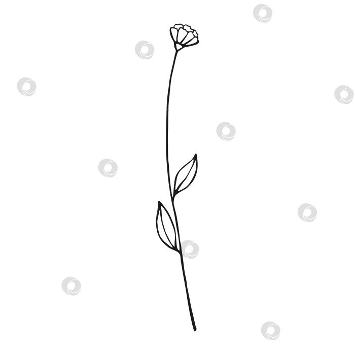 Скачать Полевые цветы. Цветочные элементы, нарисованные от руки. Векторная иллюстрация. фотосток Ozero