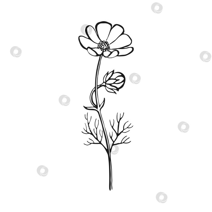 Скачать Полевые цветы. Цветочные элементы, нарисованные от руки. Векторная иллюстрация. фотосток Ozero