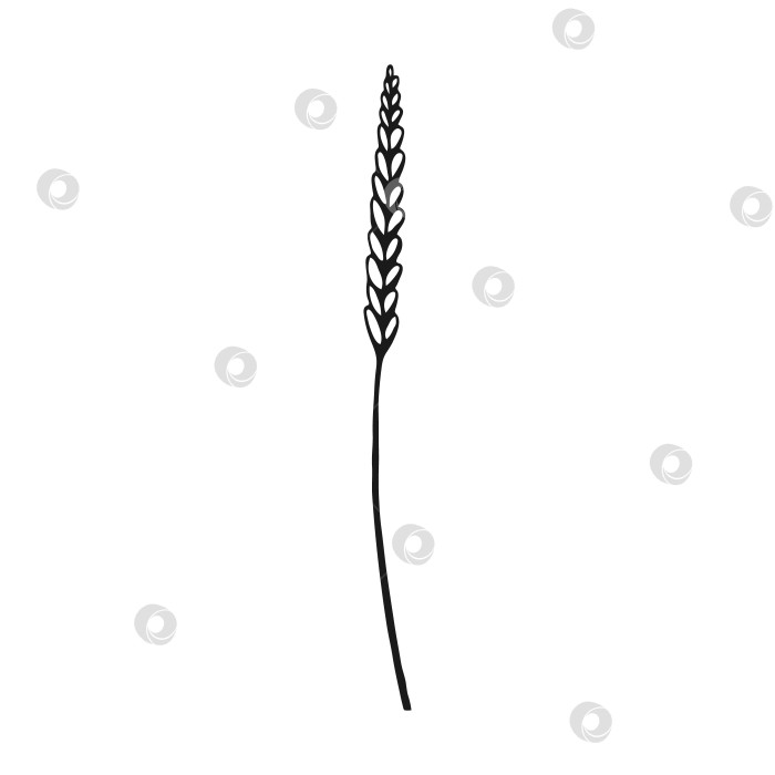 Скачать Полевые цветы. Цветочные элементы, нарисованные от руки. Векторная иллюстрация. фотосток Ozero