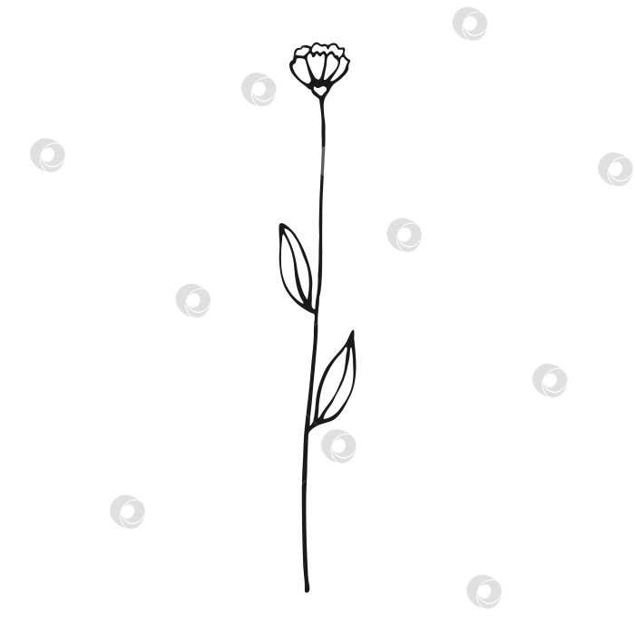 Скачать Полевые цветы. Цветочные элементы, нарисованные от руки. Векторная иллюстрация. фотосток Ozero