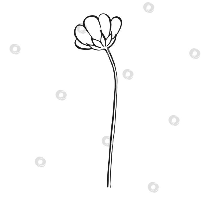 Скачать Полевые цветы. Цветочные элементы, нарисованные от руки. Векторная иллюстрация. фотосток Ozero