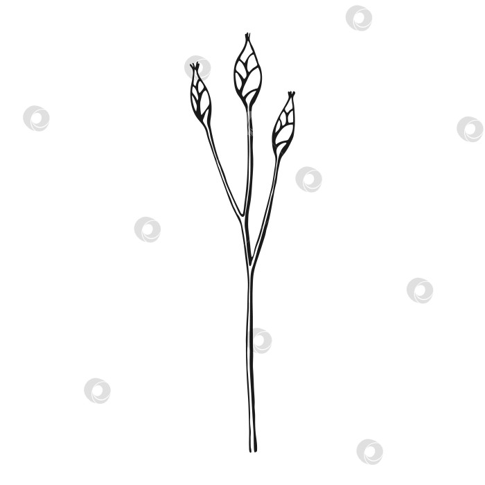 Скачать Полевые цветы. Цветочные элементы, нарисованные от руки. Векторная иллюстрация. фотосток Ozero