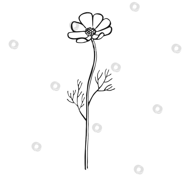 Скачать Полевые цветы. Цветочные элементы, нарисованные от руки. Векторная иллюстрация. фотосток Ozero