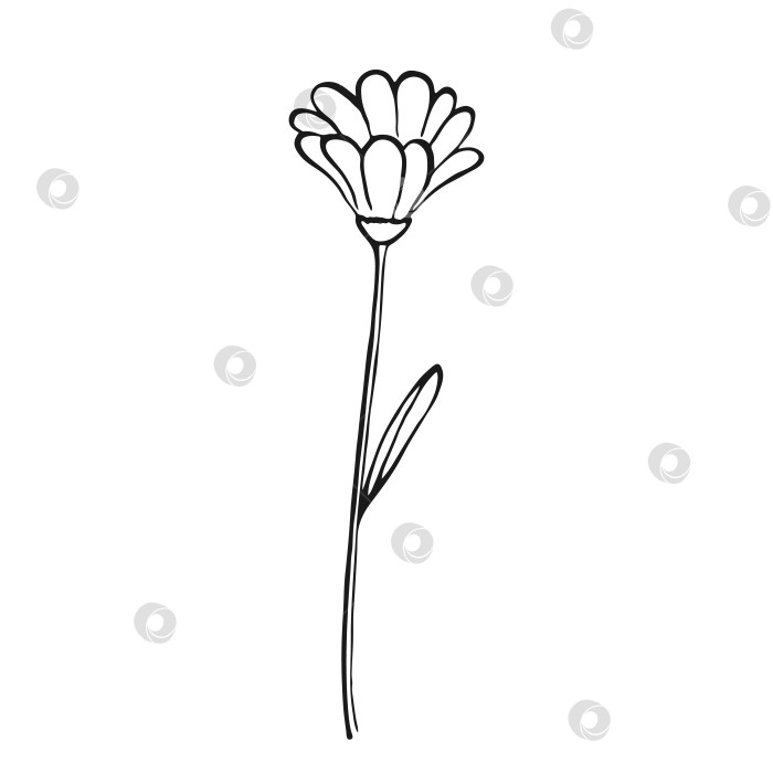 Скачать Полевые цветы. Цветочные элементы, нарисованные от руки. Векторная иллюстрация. фотосток Ozero