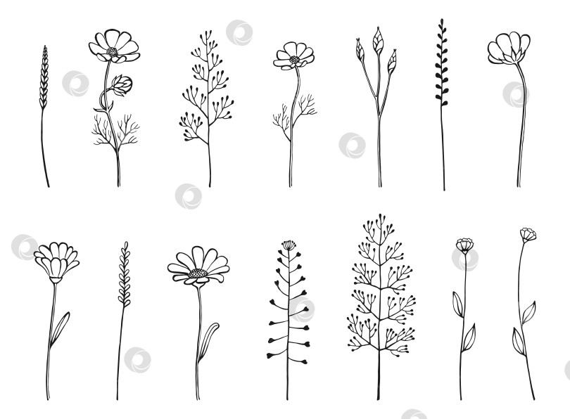 Скачать Набор трав и полевых цветов. Цветочные элементы, нарисованные вручную. Векторная иллюстрация, изолированная на белом фоне. фотосток Ozero