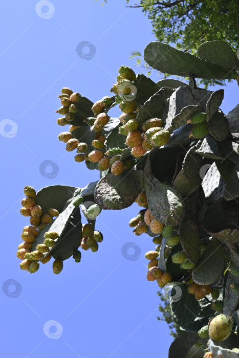 Скачать Опунция на фоне безоблачного неба фотосток Ozero