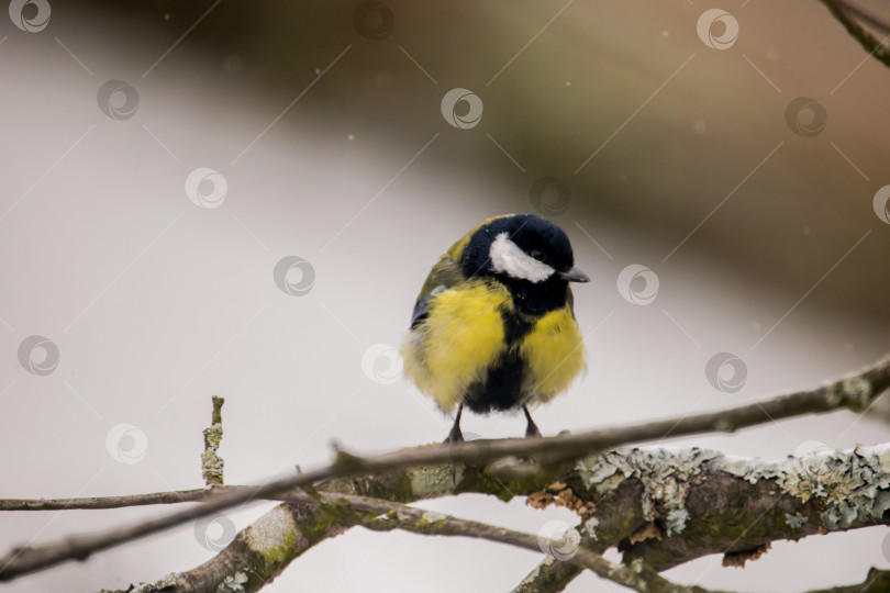 Скачать Синица фотосток Ozero