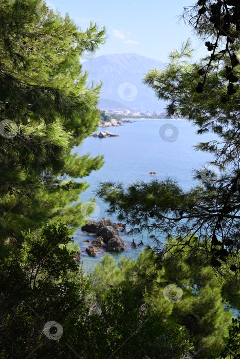 Скачать Морской пейзаж в хвойном обрамлении фотосток Ozero