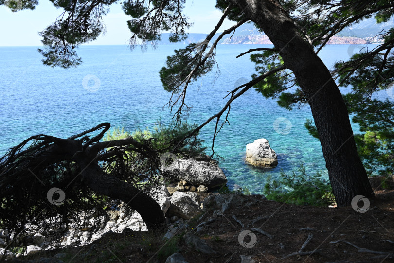 Скачать Морской этюд с изогнутой сосной фотосток Ozero