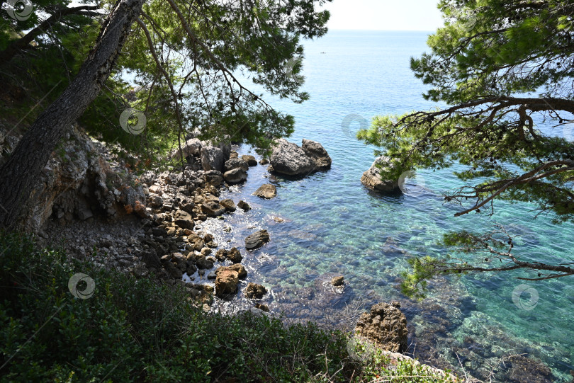 Скачать Уединенная бухта в тени средиземноморских сосен фотосток Ozero