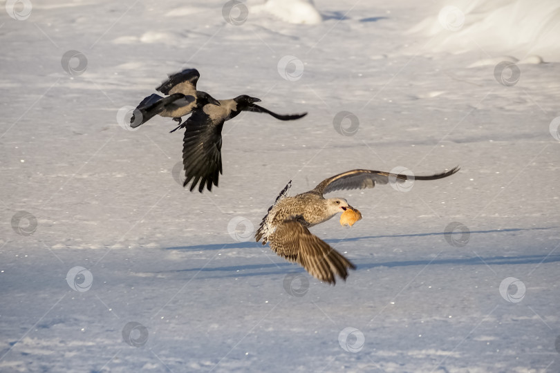 Скачать Забавный момент на фотографии, где две вороны гоняются за чайкой фотосток Ozero