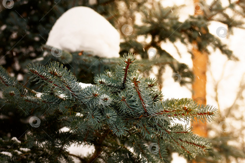 Скачать Ветка голубой ёлки фотосток Ozero