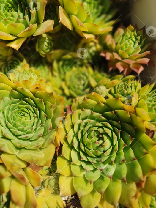 Скачать Суккуленты крупным планом, зеленые растения, естественный фон, обои на рабочий стол фотосток Ozero