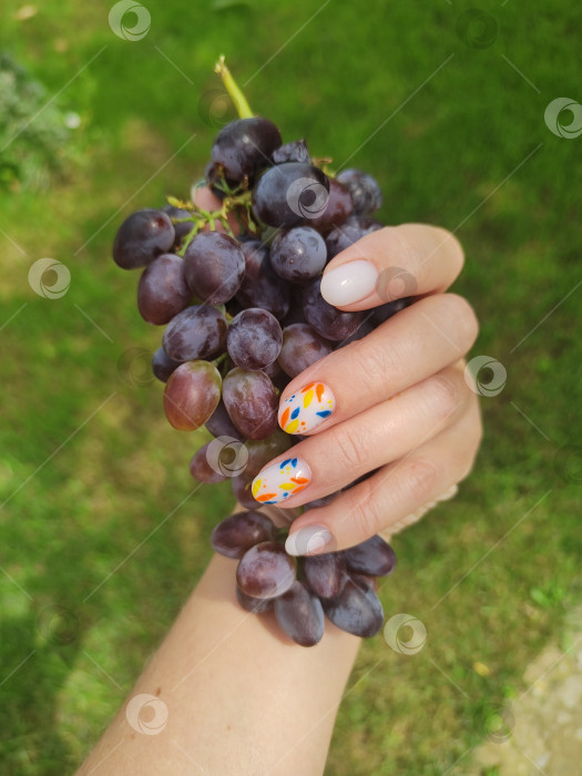 Скачать Гроздь винограда в руке с ярким маникюром, свежий фон, летние обои фотосток Ozero