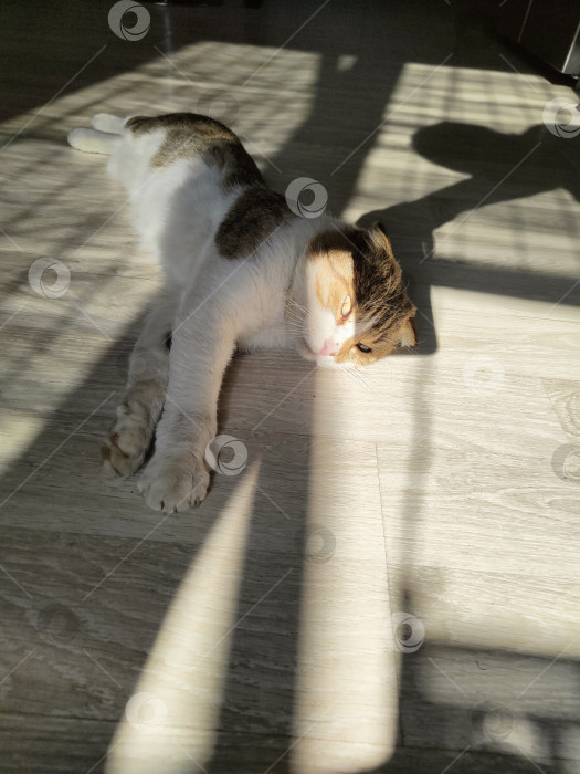 Скачать Кошка на полу в солнечном свете, уютный домашний фон, обои с животными фотосток Ozero