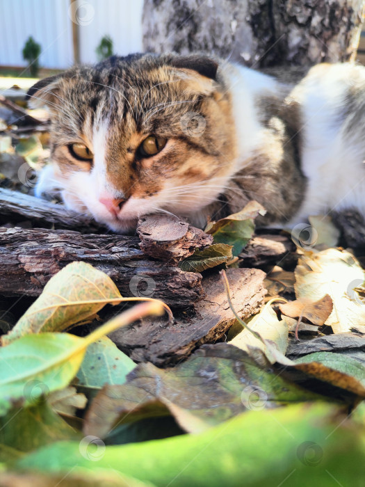 Скачать Кошка, лежащая среди осенних листьев и коры, домашнее животное, естественный фон, обои на рабочий стол фотосток Ozero