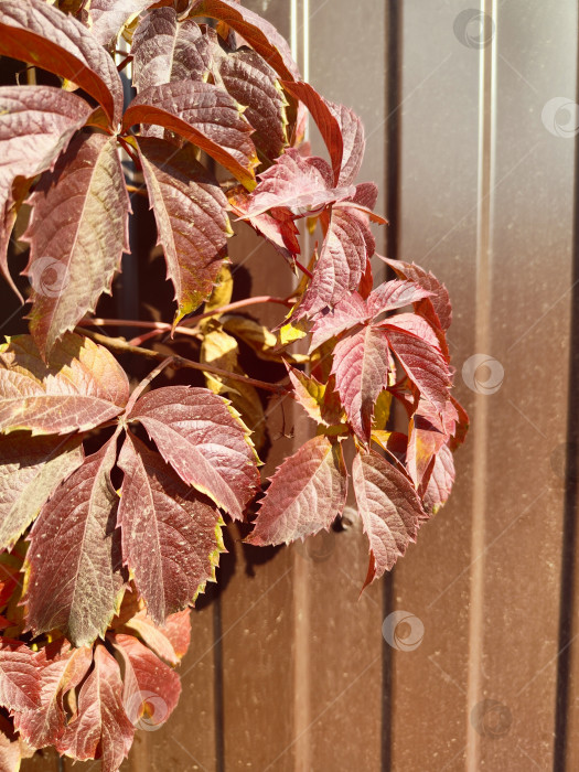 Скачать Красные осенние листья девичьего винограда на солнечном фоне у забора, обои на рабочий стол природа фотосток Ozero