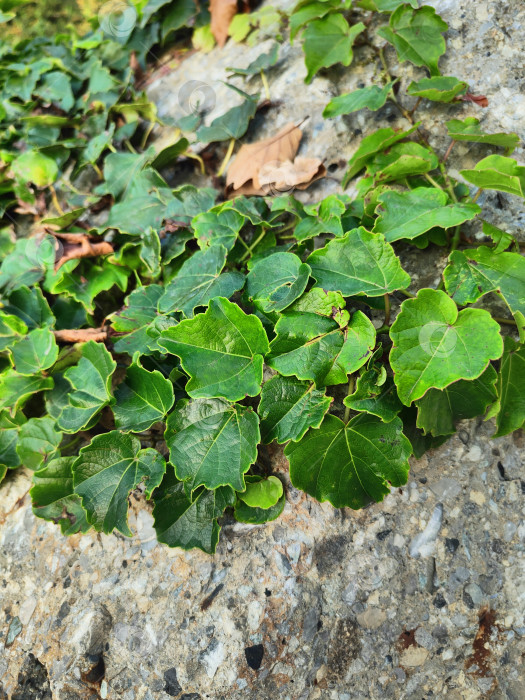Скачать Зеленые вьющиеся листья на камне, естественная текстура, фон, обои для рабочего стола фотосток Ozero