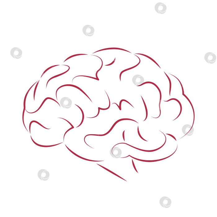 Скачать Человеческий мозг фотосток Ozero