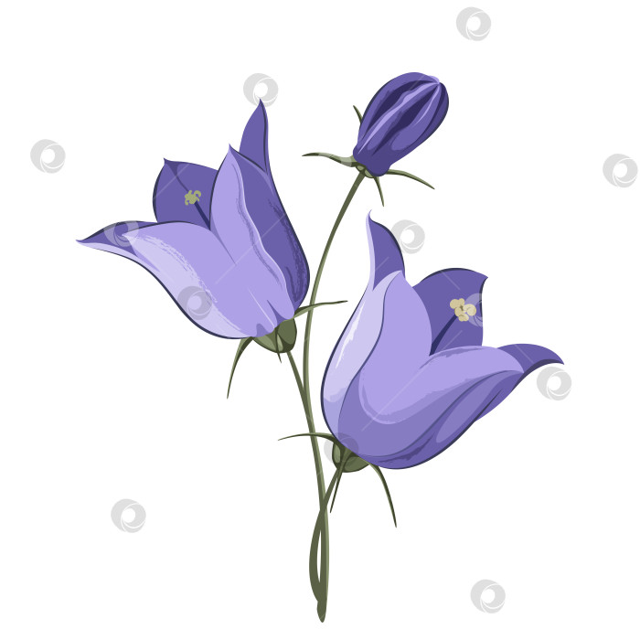 Скачать Цветы колокольчика фотосток Ozero