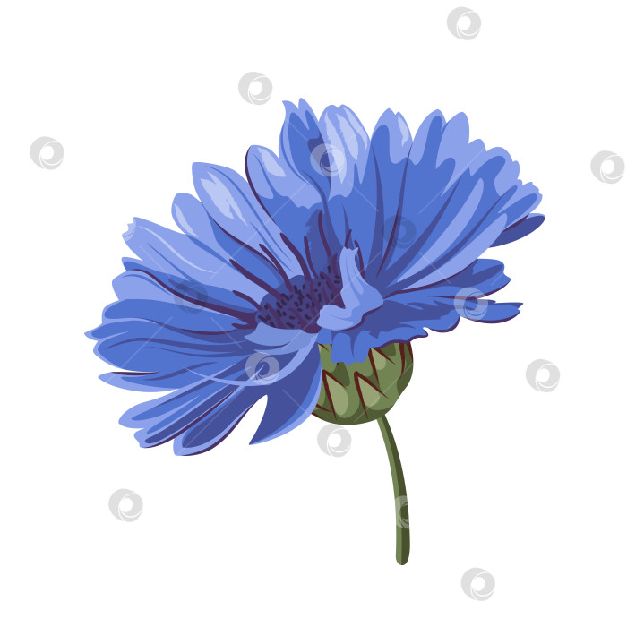 Скачать Цветок василька фотосток Ozero