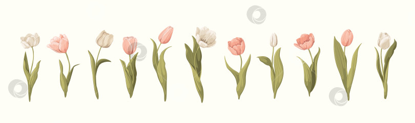 Скачать Букет из белых и розовых тюльпанов фотосток Ozero