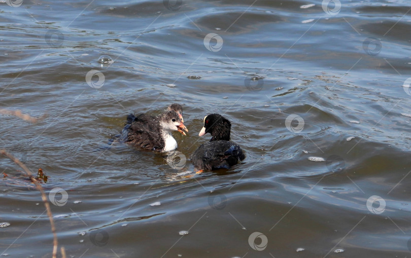 Скачать Евразийская лысуха (обыкновенная лысуха, австралийская лысуха, лат. Fulica atra) из семейства раллиевых плавает со своими птенцами. Родители и молодые водоплавающие птицы. Взрослая черная красноглазая водоплавающая птица и два птенца фотосток Ozero