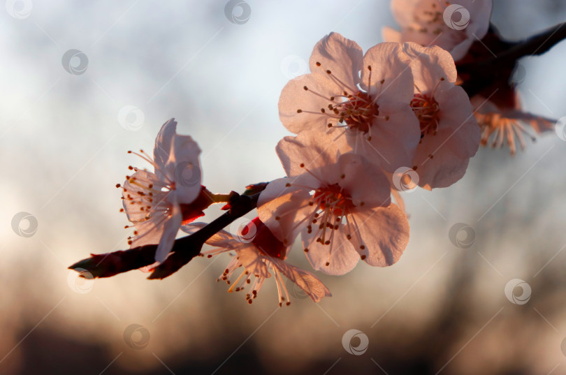 Скачать Букет бледно-розовых и белых цветов на ветке сливового дерева в лучах вечернего заката. Подробно о цветении сливы в весеннем саду. Макросъемка крупным планом пышной сливы в полном цвету на ветке. Размытый фон. фотосток Ozero
