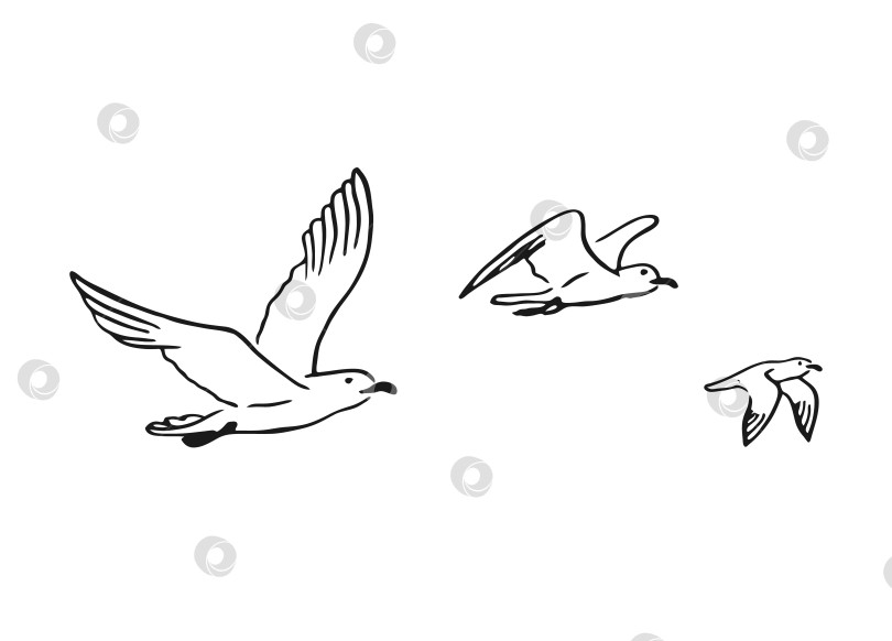 Скачать Набор летящих чаек. Рисованная иллюстрация, переведенная в векторную форму. фотосток Ozero