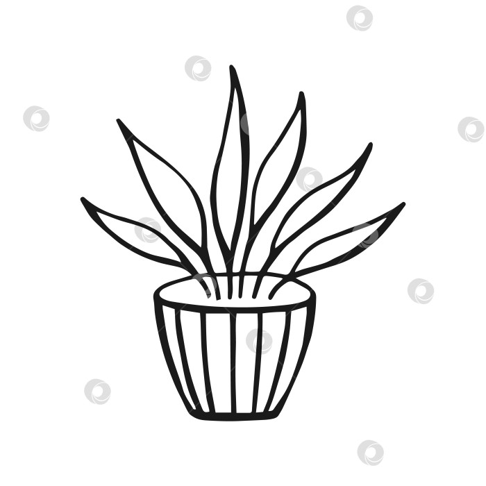 Скачать Комнатное растение. Векторная иллюстрация, нарисованная от руки. фотосток Ozero