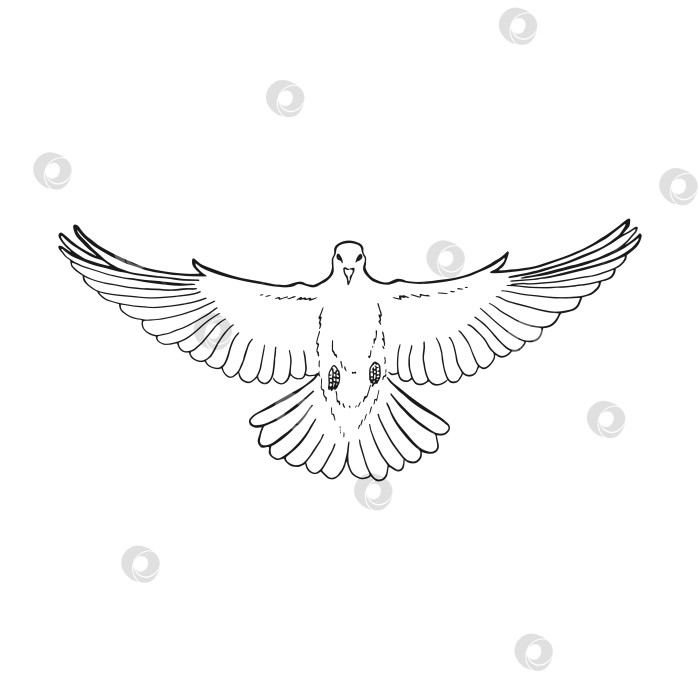 Скачать Нарисованный от руки контур голубя. Линия в художественном стиле, выделенная на белом фоне. фотосток Ozero
