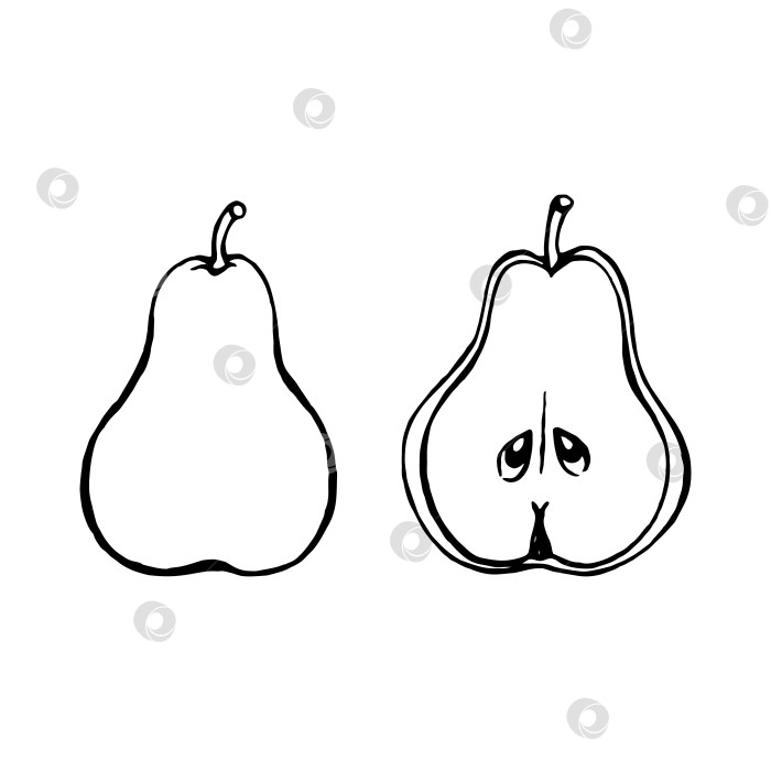 Скачать Векторная рисованная груша, фрукты. Декоративная коллекция фермерских продуктов в стиле ретро, меню ресторана, рыночная этикетка. фотосток Ozero