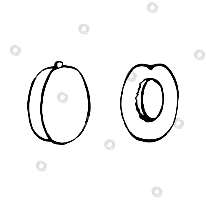 Скачать Векторный рисунок от руки, абрикос, фрукты. Декоративная коллекция в стиле ретро, меню ресторана с фермерскими продуктами, рыночная этикетка. фотосток Ozero