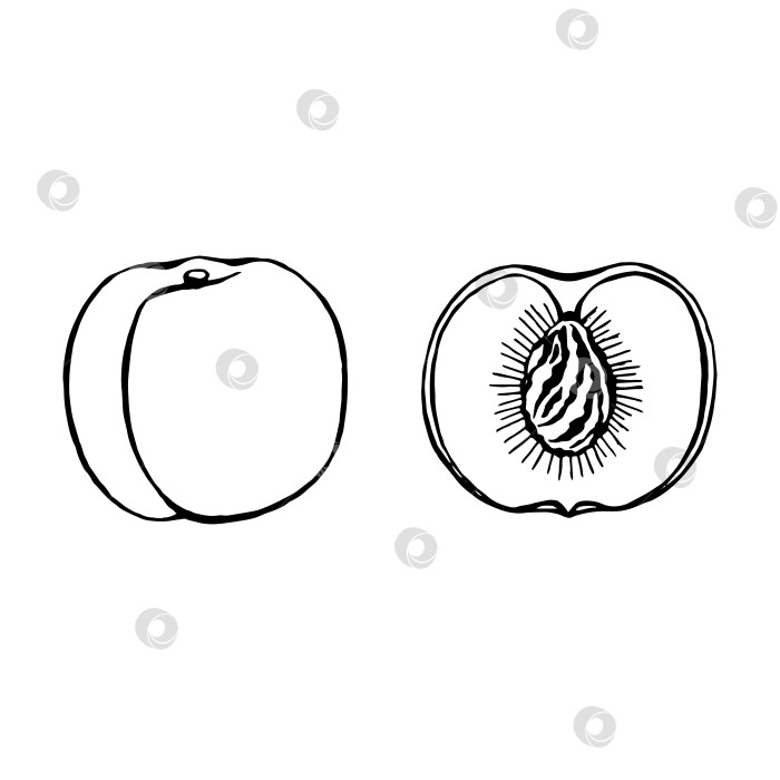 Скачать Векторный рисованный персик, фрукты. Декоративная коллекция фермерских продуктов в стиле ретро, меню ресторана, рыночная этикетка. фотосток Ozero