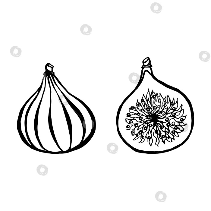 Скачать Векторный рисованный инжир, фрукты. Декоративная коллекция фермерских продуктов в стиле ретро, меню ресторана, рыночная этикетка. фотосток Ozero