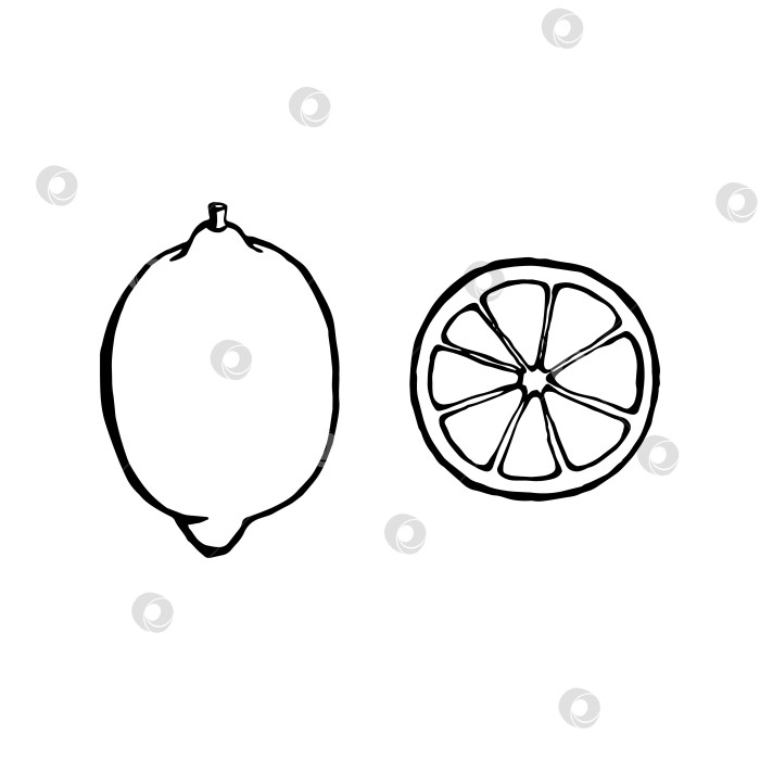 Скачать Векторный рисованный лимон, фрукты. Декоративная коллекция фермерских продуктов в стиле ретро, меню ресторана, рыночная этикетка. фотосток Ozero